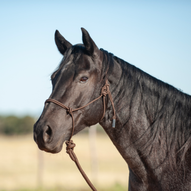 Econo Rope Halter and 8-foot Leadrope - Chocolate